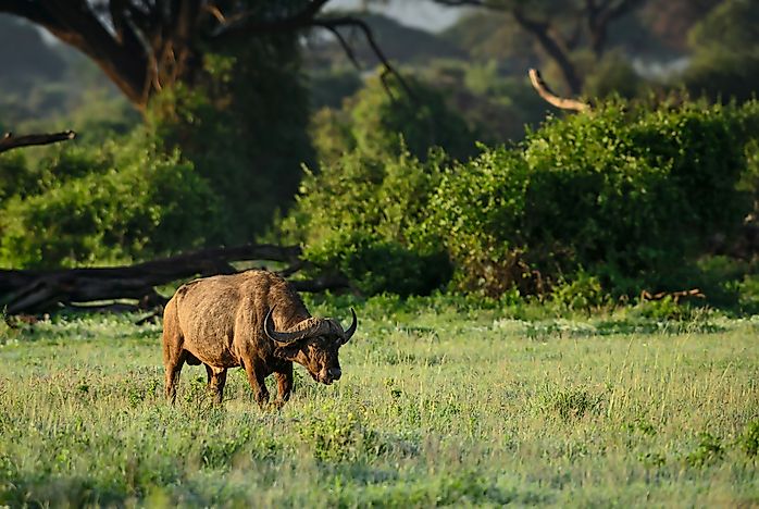 An African buffalo. An African buffalo.