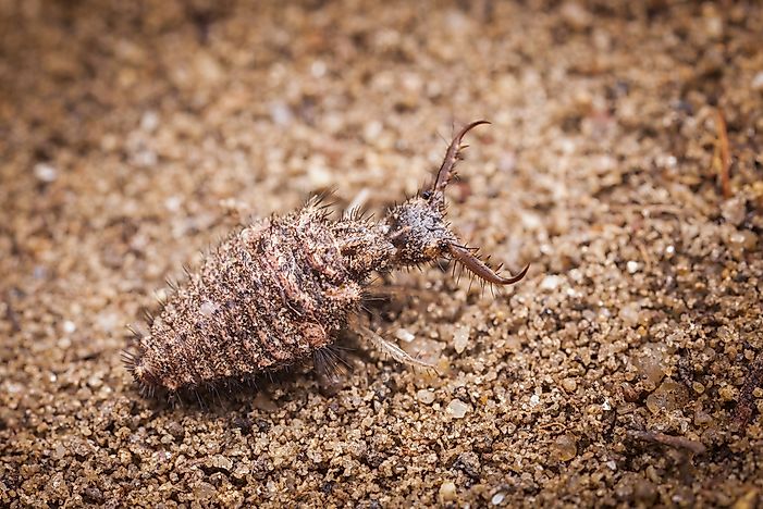 Ant lion larva. Ant lion larva.