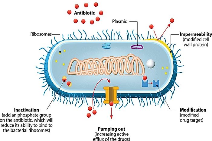What Is Antimicrobial Resistance?