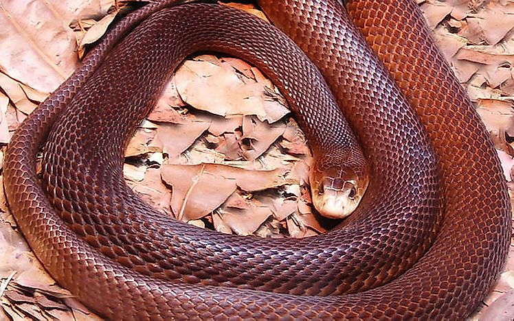#6 Coastal Taipan