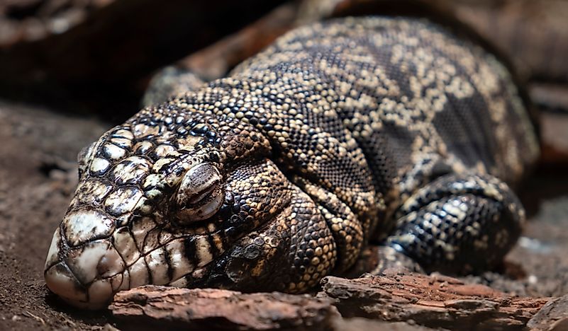 What Is Brumation?