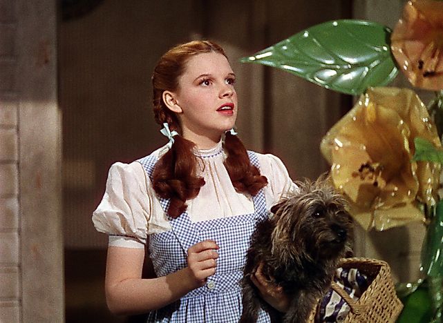 The Stories Behind How These 10 Dogs Got So Famous