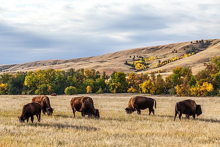 Custer State Park, South Dakota - Unique Places around the World
