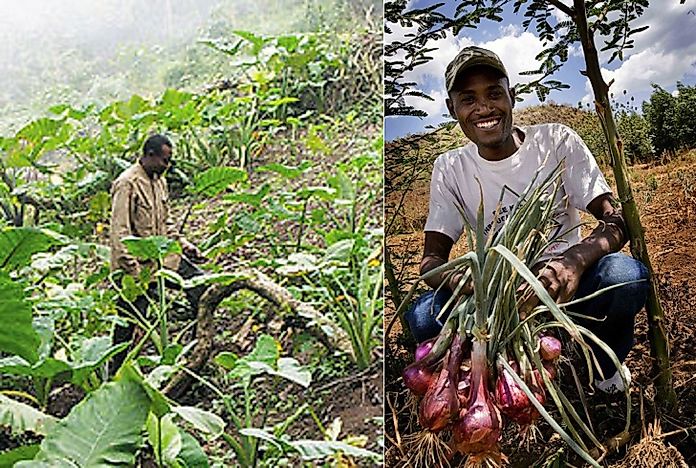 Countries Where Men Are Most Likely To Work On Farms