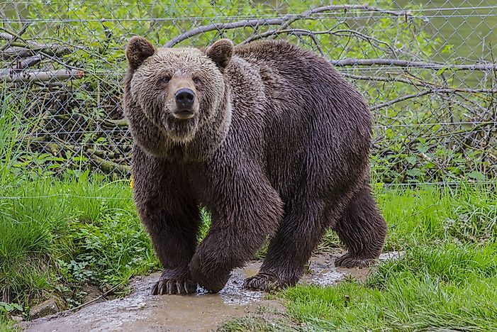 Which Animals Have The Strongest Sense Of Smell?