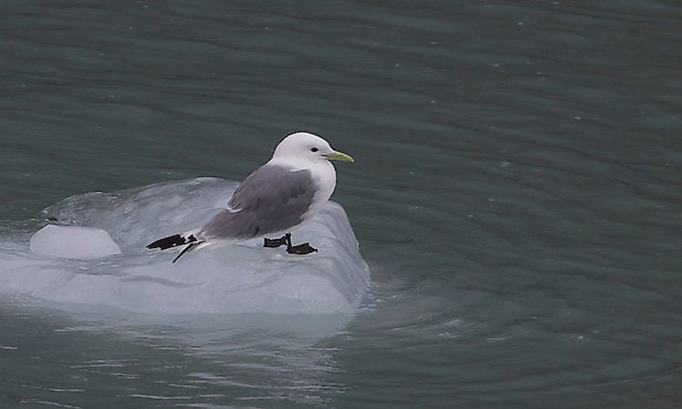 #5 Black-legged Kittiwake
