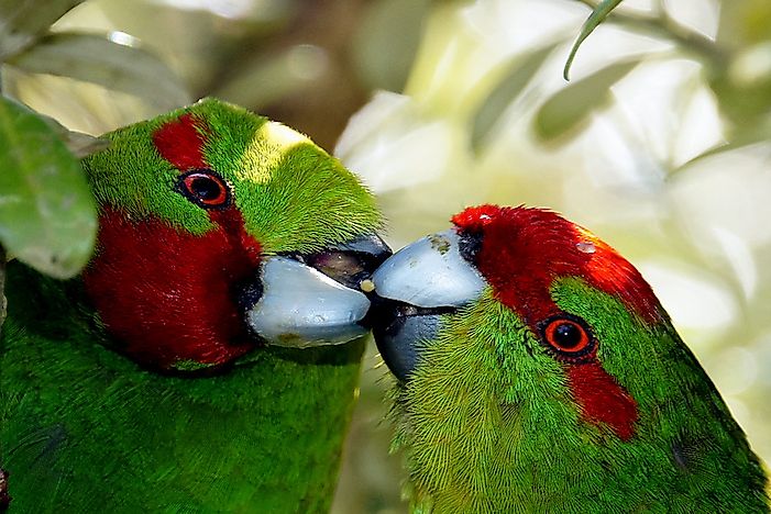#5 Red-crowned Parakeet -