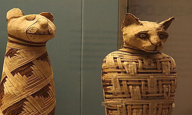 animals ancient egyptian museum egypt british mummies society worldatlas