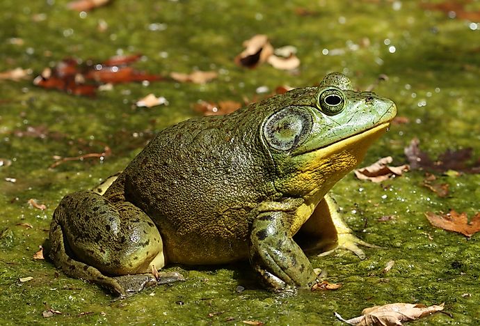 #3 Lithobates Catesbeianus