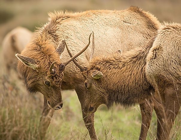 Elk Facts: Animals of North America