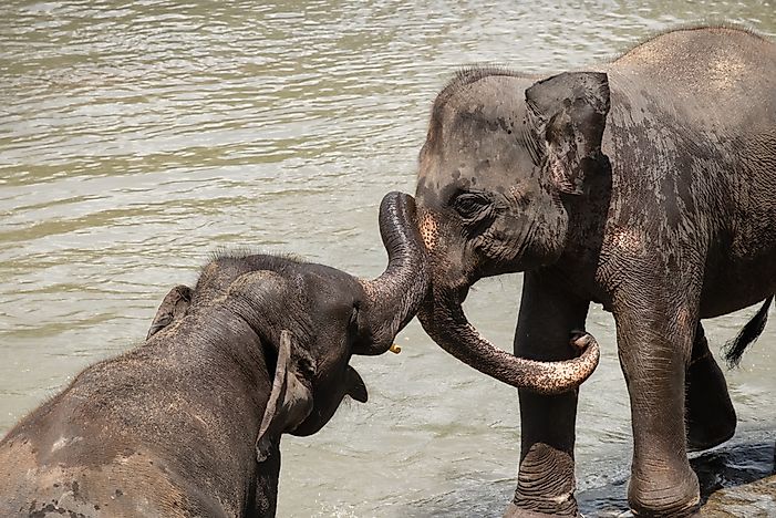 #10 Asian Elephant