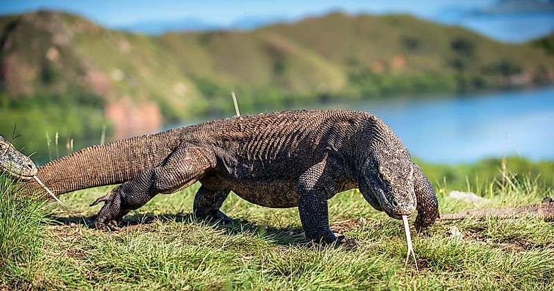 #1 Komodo Dragon