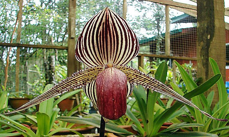 #11 Rothschilds Slipper Orchid -