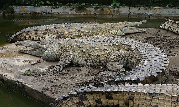 #3 Orinoco crocodile -