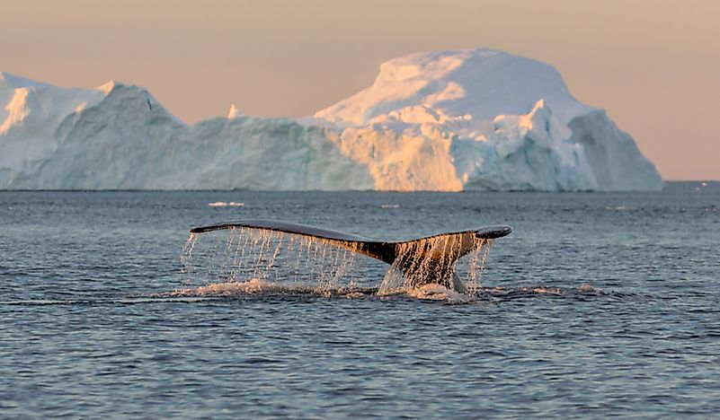 Where Is The Greenland Sea?