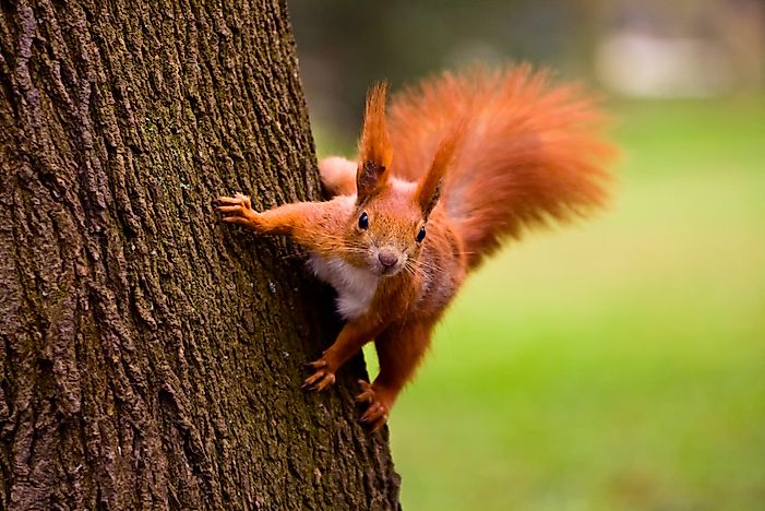 Animals Native to the UK