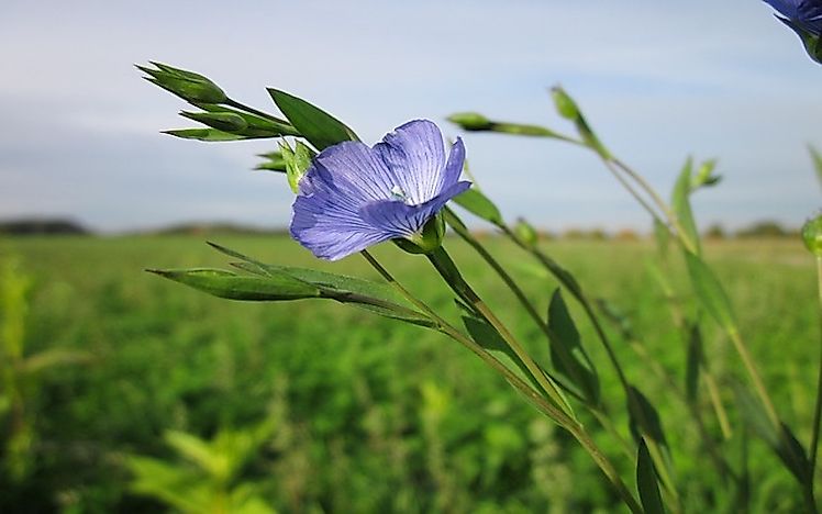 #8 Flax
