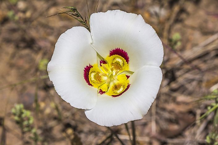 What Is The State Flower of Utah?