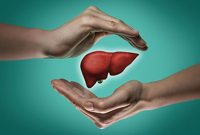 What's The Heaviest Organ In The Body?