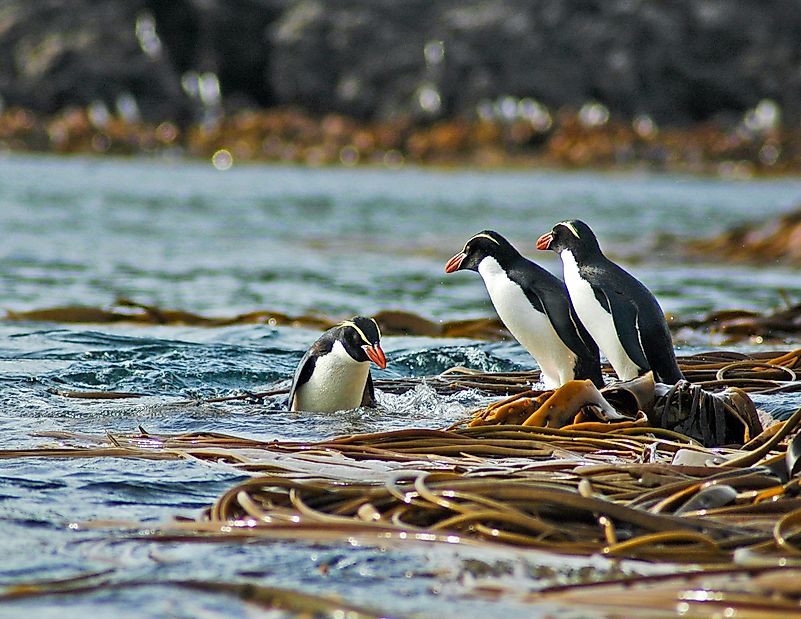 Snares penguins. Snares penguins.