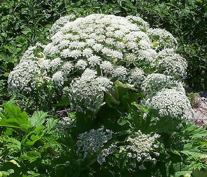 #2 Giant Hogweed