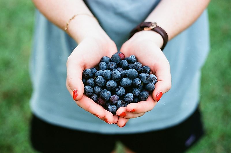 Blueberries can reduce your risk of respiratory infection. Photo by andrew welch on Unsplash