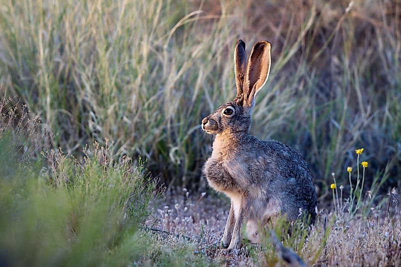Jack rabbits can be found in Goblin Valley State Park. Jack rabbits can be found in Goblin Valley State Park.