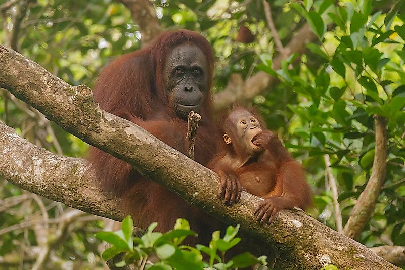 An orangutan with baby in Borneo. Image credit: Thomas Fuhrmann/Wikimedia.org An orangutan with baby in Borneo. Image credit: Thomas Fuhrmann/Wikimedia.org