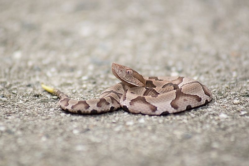 Baby rattlesnake on a pavement. Image credit: Woodphotography LLC/Shutterstock.com Baby rattlesnake on a pavement. Image credit: Woodphotography LLC/Shutterstock.com