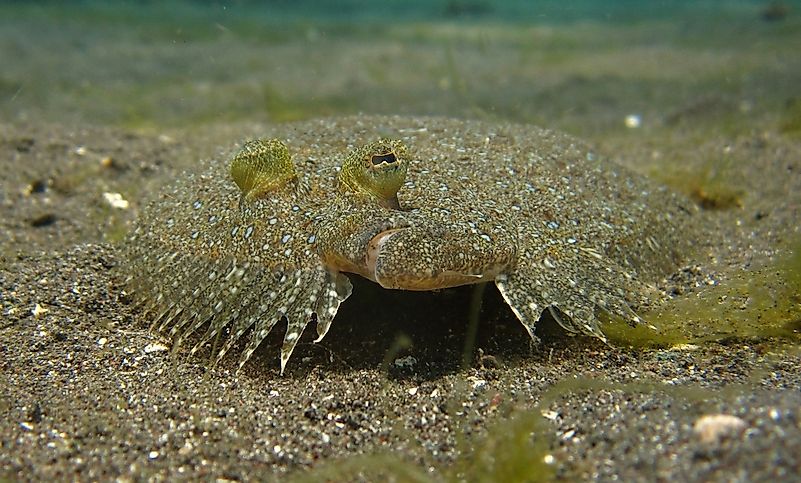 #5 Flounders