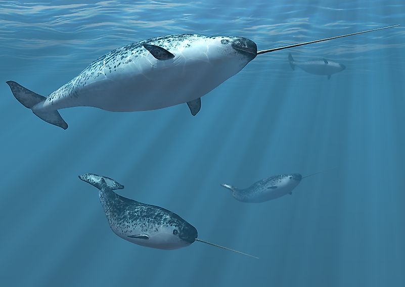 #7 Narwhal