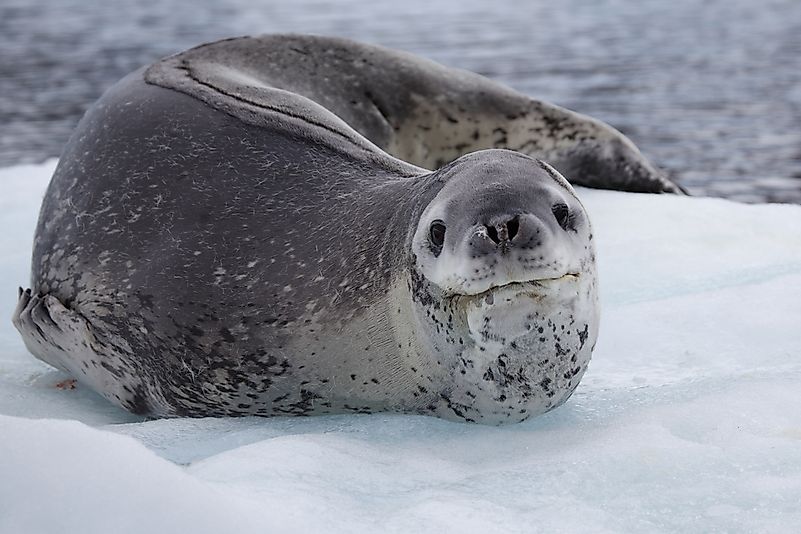 #11 Leopard seal