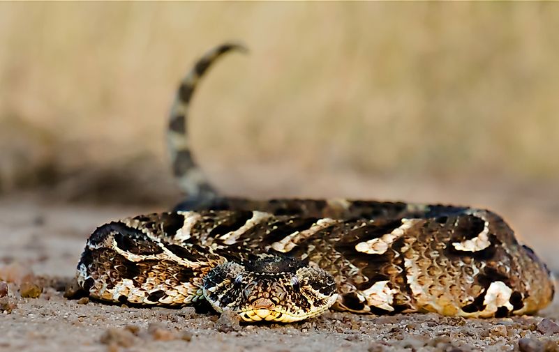 #7 Puff adder