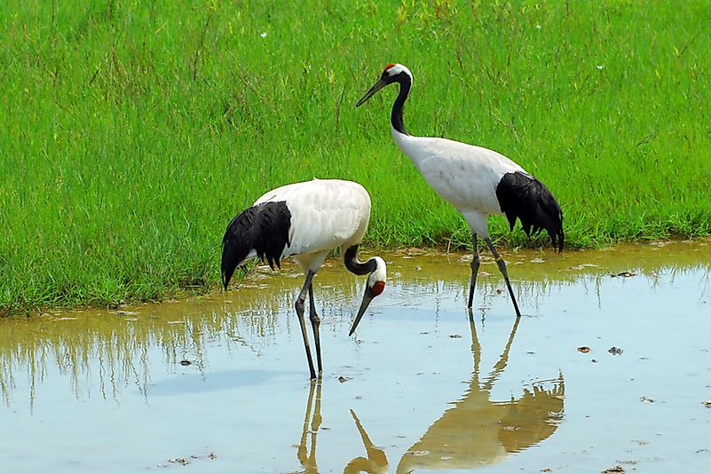 #10 Red-Crowned Crane