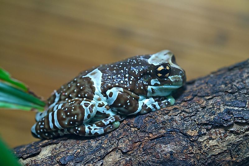 The Amazon milk frog goes by several other names. The Amazon milk frog goes by several other names.