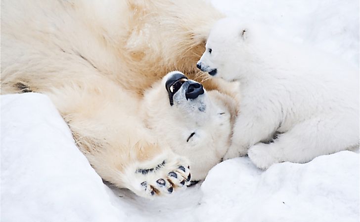 #1 Polar Bear -