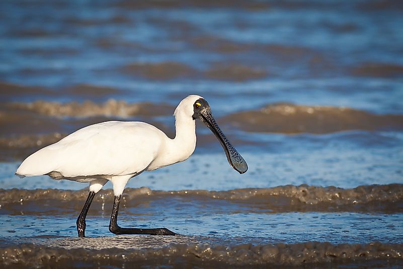 A royal spoonbill in Australia. A royal spoonbill in Australia.