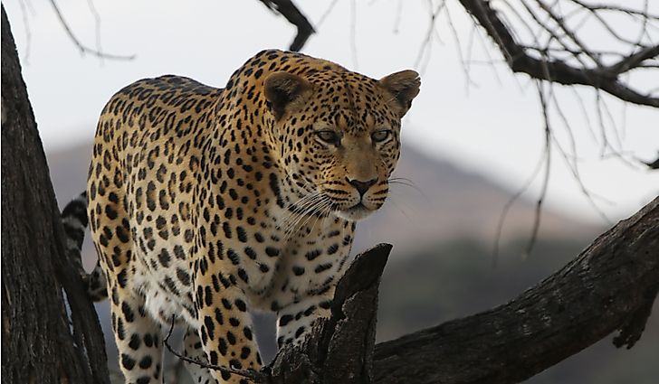 #3 Arabian leopard