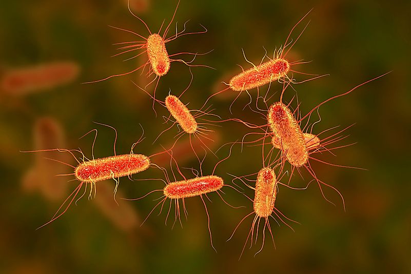 Escherichia coli bacteria. Escherichia coli bacteria.