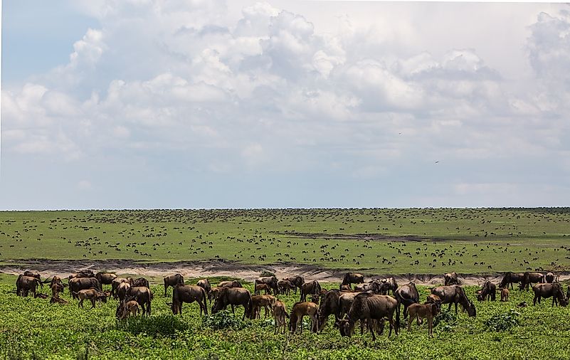Ngorongoro National Park, Tanzania. Image credit: Wayne Hartmann from Pixabay Ngorongoro National Park, Tanzania. Image credit: Wayne Hartmann from Pixabay