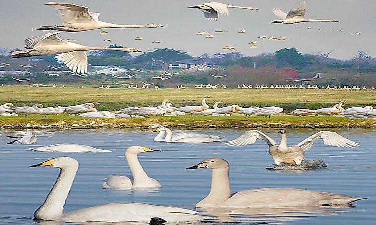 #4 Whooper swan - 27,000 feet
