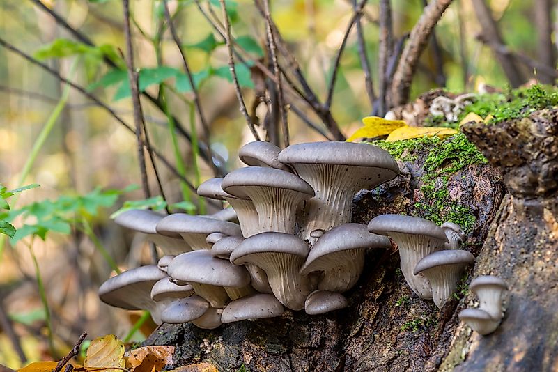 #1 Oyster Mushrooms (Pleurotus ostreatus)