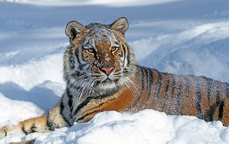 #3 Amur Tiger