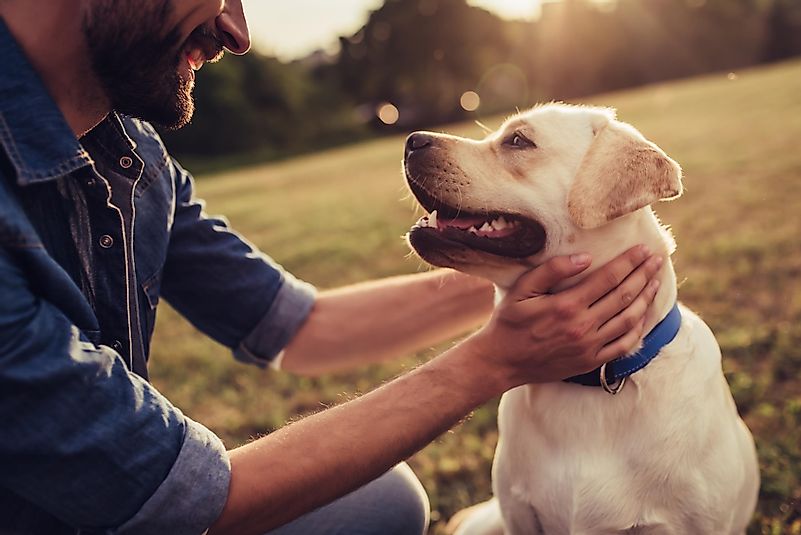 Você sabe como acariciar seu cão faz você se sentir calmo por dentro?