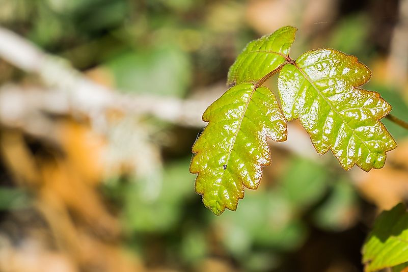 Poison oak in the woods. Poison oak in the woods.
