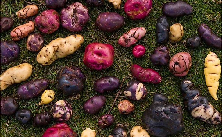 Potatoes of Peru