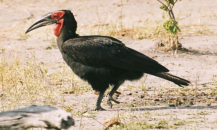 #1 Ground Hornbill -