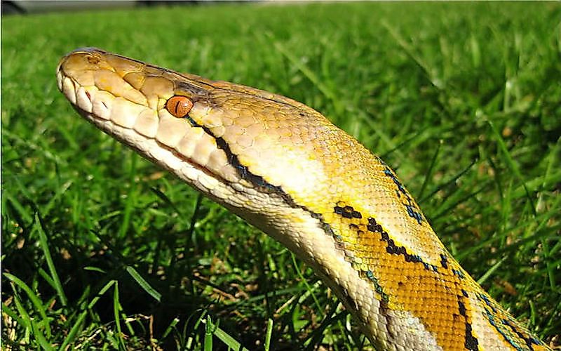 #3 Reticulated Python