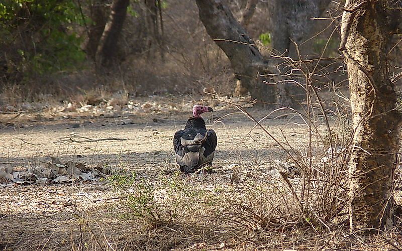 #11 Red-headed vulture