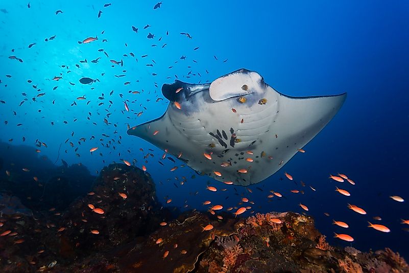 #10 Reef manta ray 